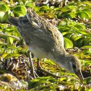 White-browed Crake