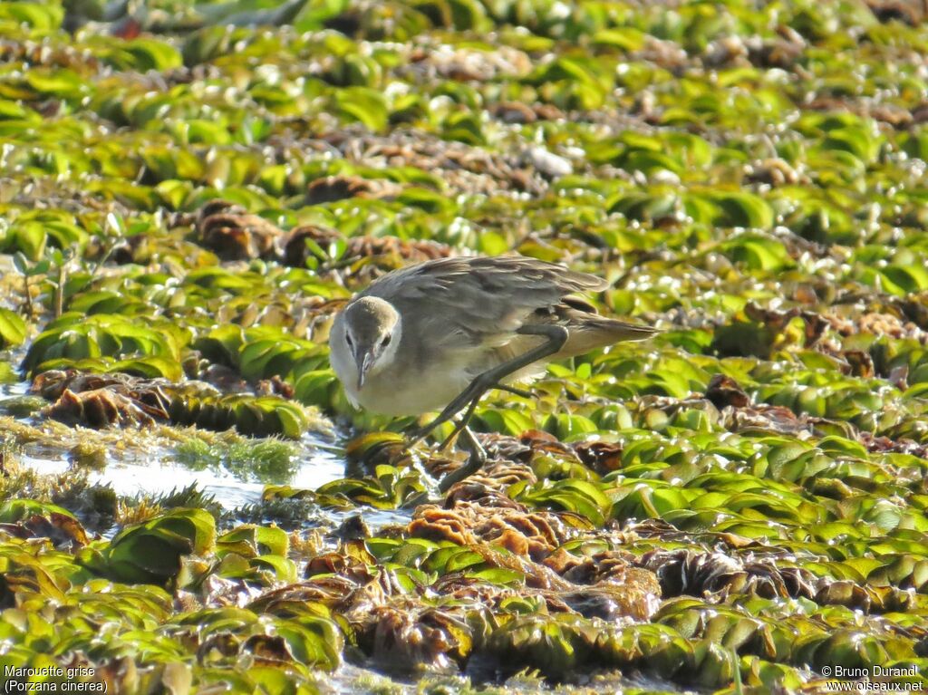 White-browed Crakejuvenile, identification, Behaviour