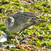 White-browed Crake