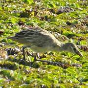 White-browed Crake