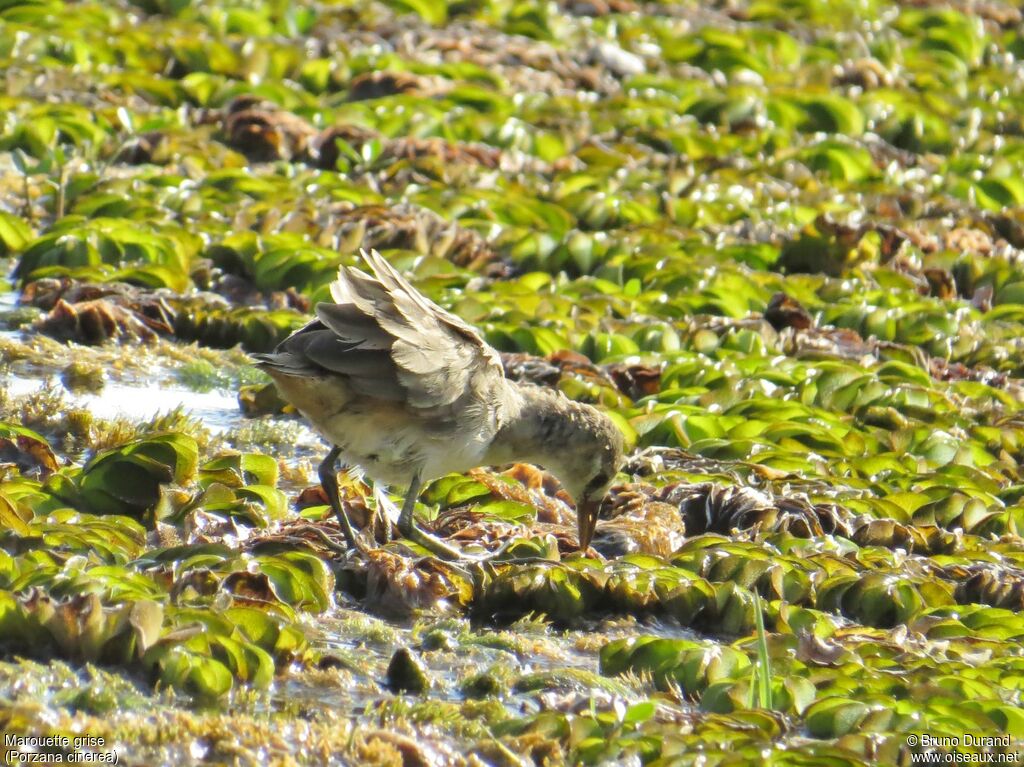 Marouette grisejuvénile, identification, régime, Comportement