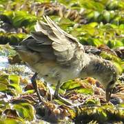 White-browed Crake