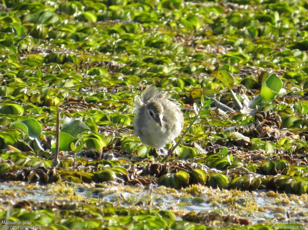 White-browed Crakejuvenile, identification