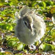 White-browed Crake