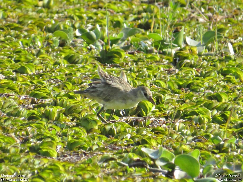 Marouette grisejuvénile, identification