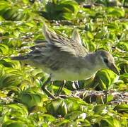 White-browed Crake