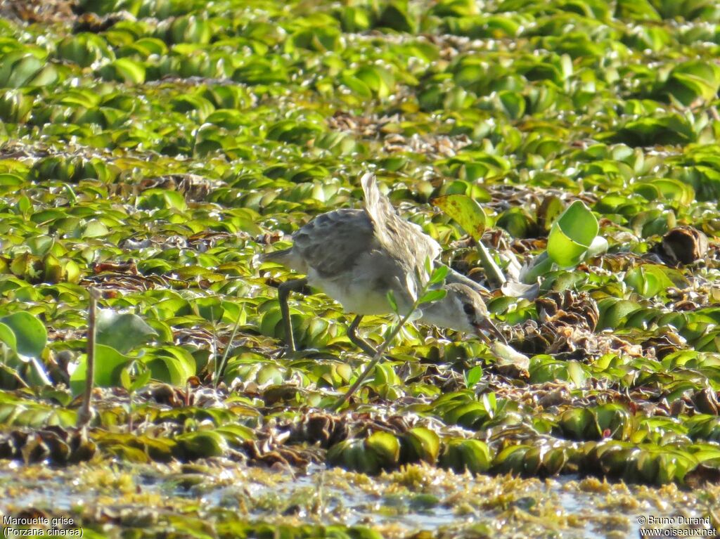 White-browed Crake, identification, feeding habits