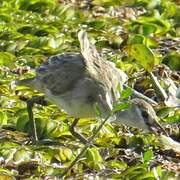 White-browed Crake