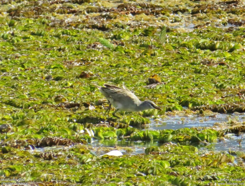 Marouette griseadulte, identification, Comportement