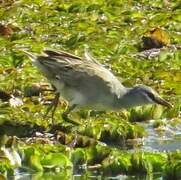 White-browed Crake