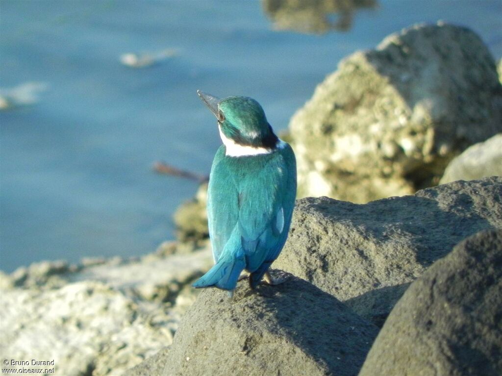 Collared Kingfisheradult, identification