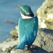 Collared Kingfisher