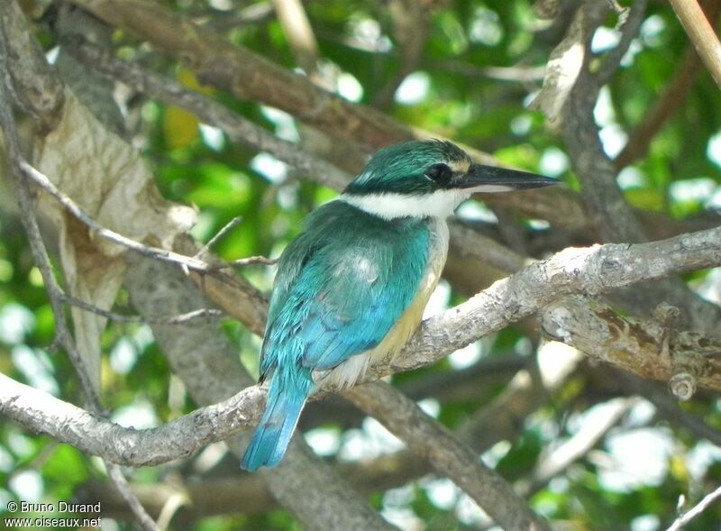 Collared Kingfisher, identification