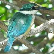 Collared Kingfisher