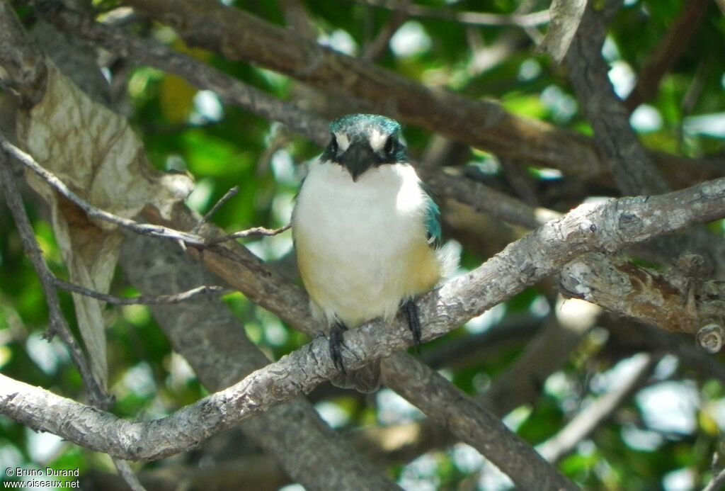 Collared Kingfisher, identification