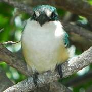 Collared Kingfisher