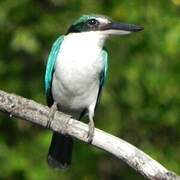 Collared Kingfisher