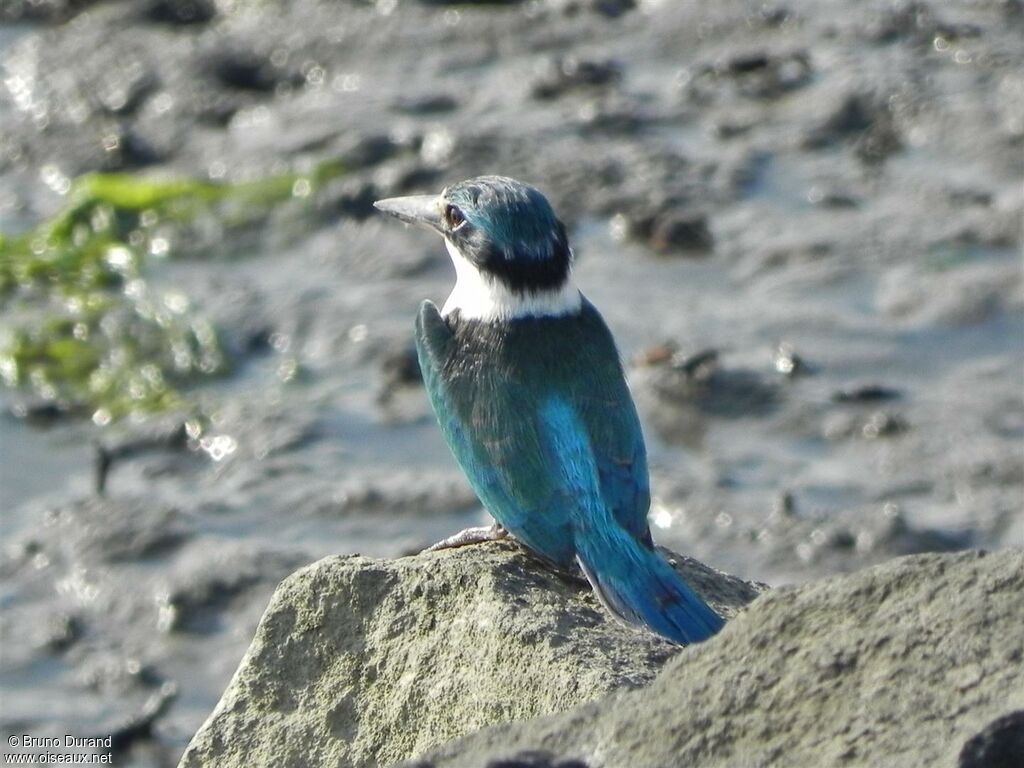 Collared Kingfisher, identification, Behaviour