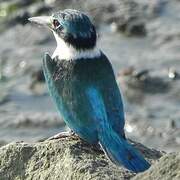 Collared Kingfisher