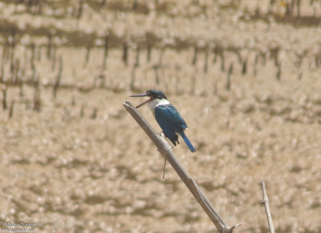 Collared Kingfisher, identification, Behaviour