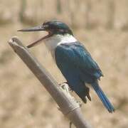 Collared Kingfisher