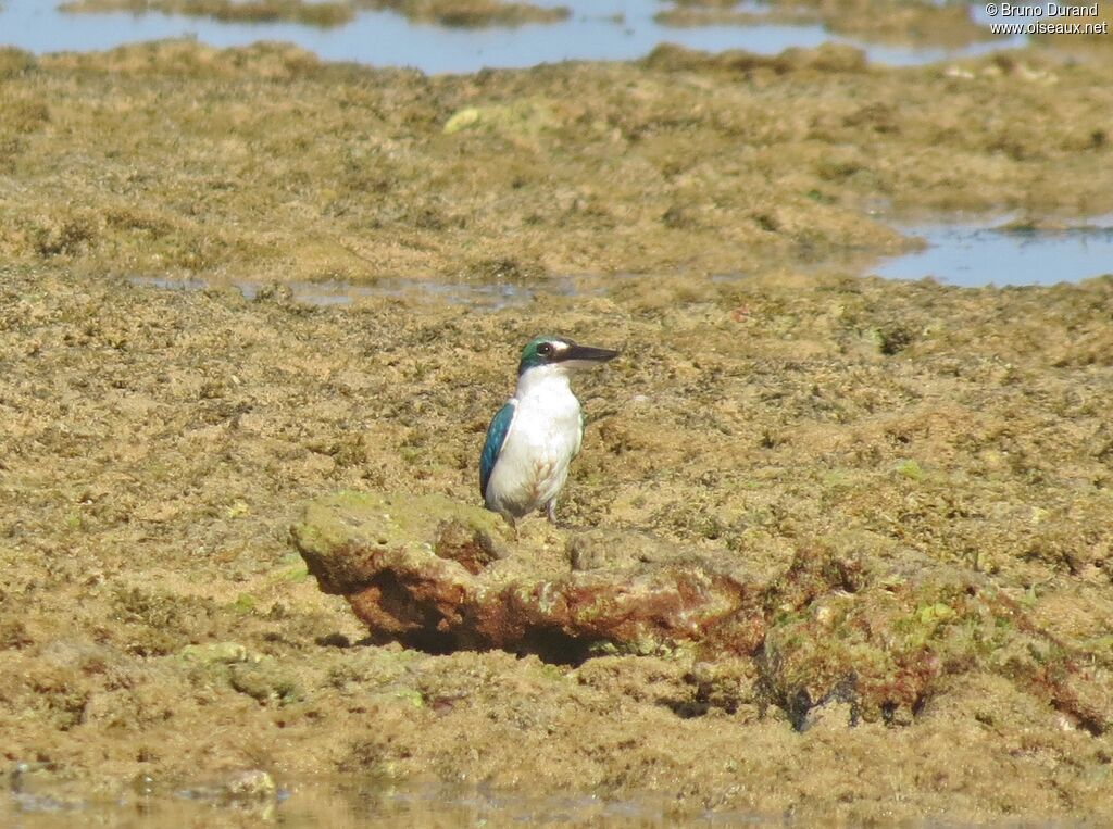 Collared Kingfisher, identification, feeding habits, Behaviour