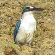 Collared Kingfisher