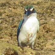 Collared Kingfisher