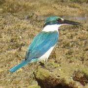 Collared Kingfisher