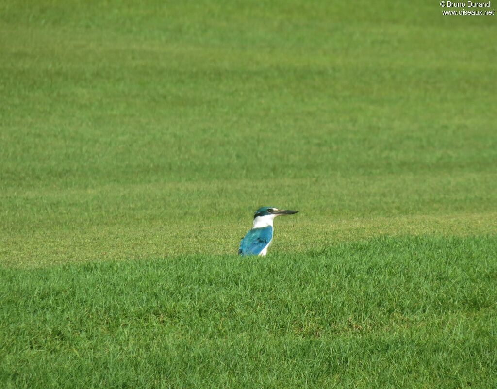 Collared Kingfisheradult, Behaviour