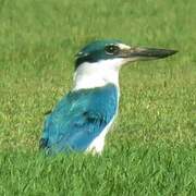 Collared Kingfisher