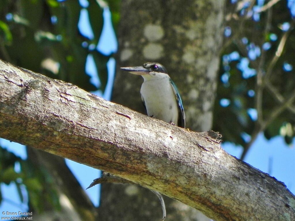 Collared Kingfisheradult