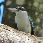 Collared Kingfisher