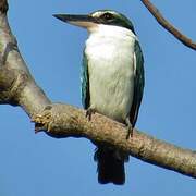 Collared Kingfisher