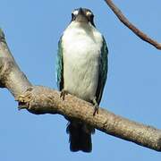 Collared Kingfisher