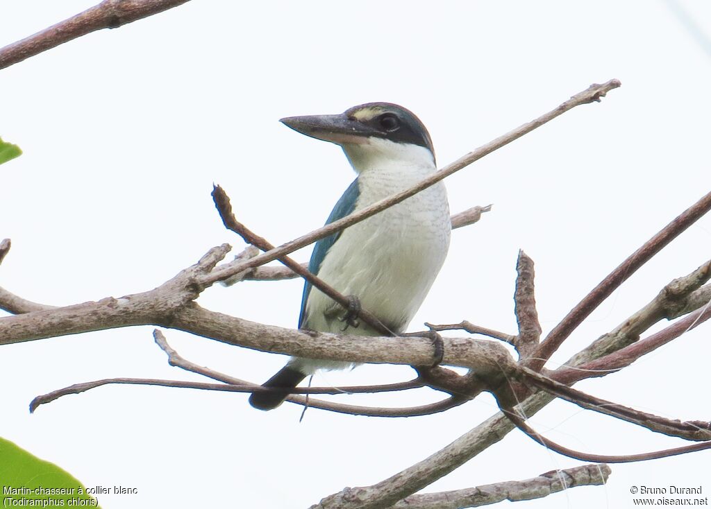 Collared Kingfisher, identification, Behaviour