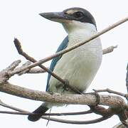 Martin-chasseur à collier blanc