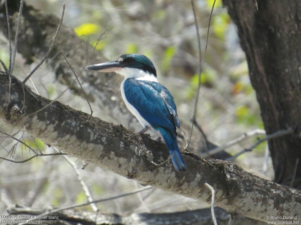 Collared Kingfisheradult, identification