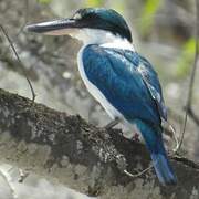 Collared Kingfisher