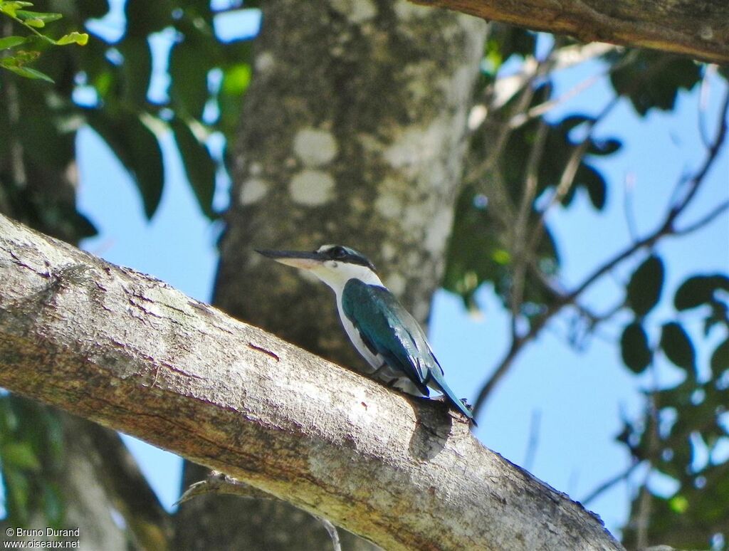 Collared Kingfisheradult