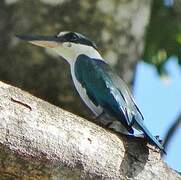 Collared Kingfisher