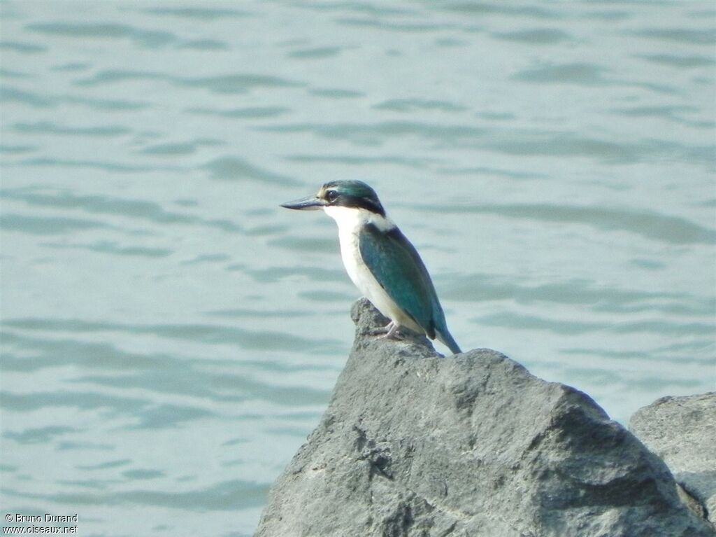 Collared Kingfisheradult