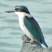 Collared Kingfisher