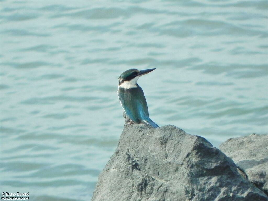 Collared Kingfisheradult