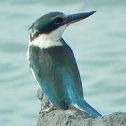 Collared Kingfisher