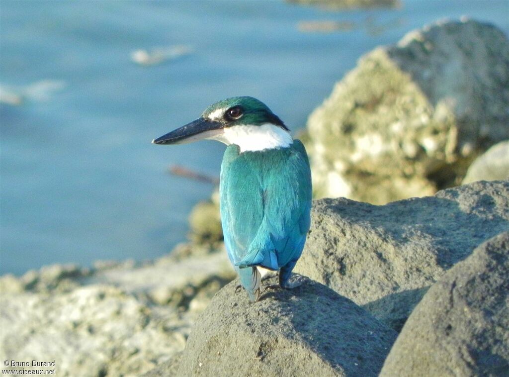 Collared Kingfisheradult, identification