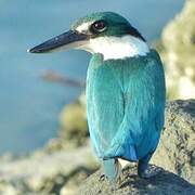 Collared Kingfisher