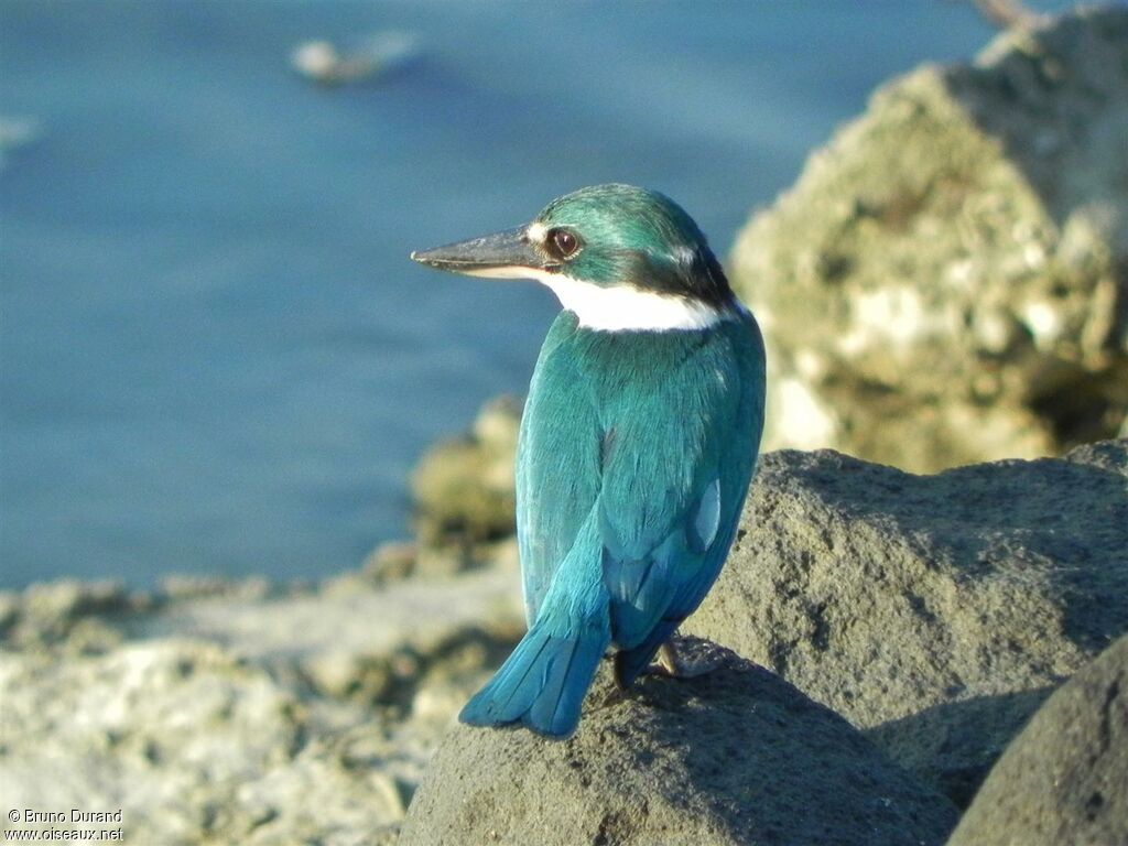 Collared Kingfisheradult, identification