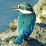 Collared Kingfisher