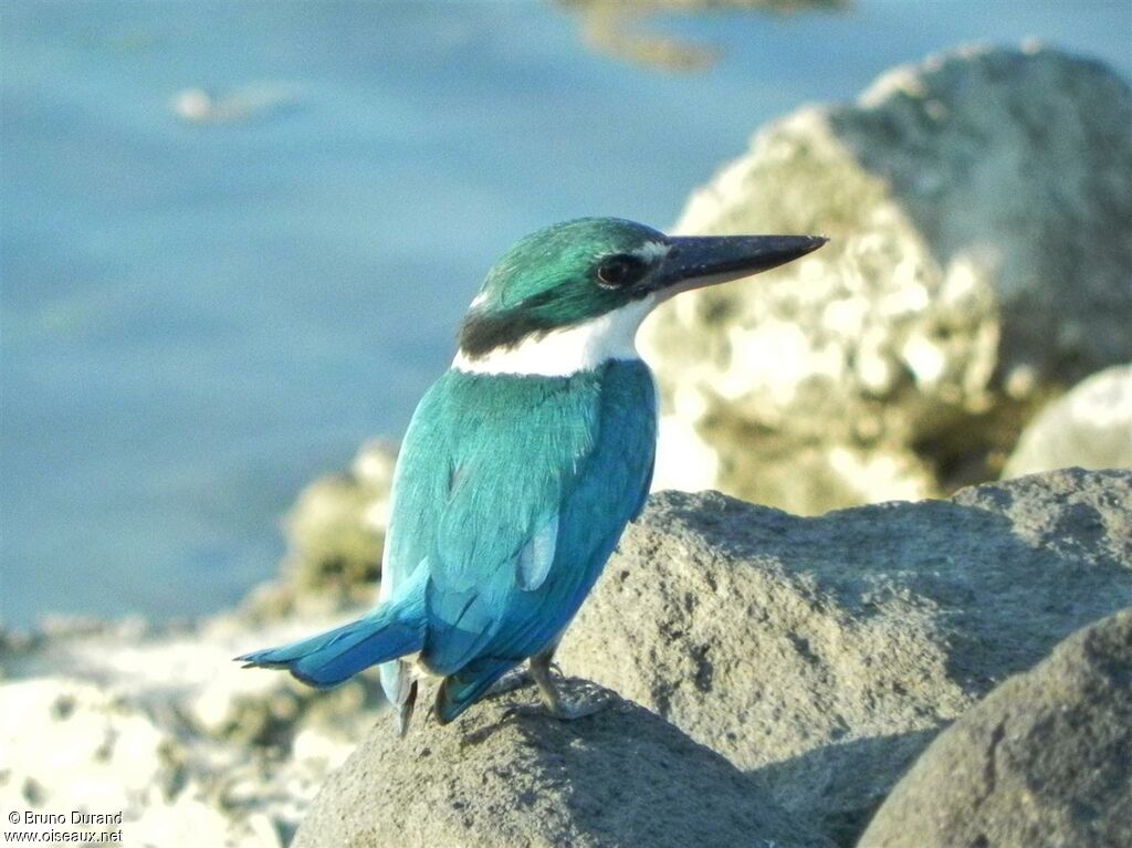 Collared Kingfisheradult, identification